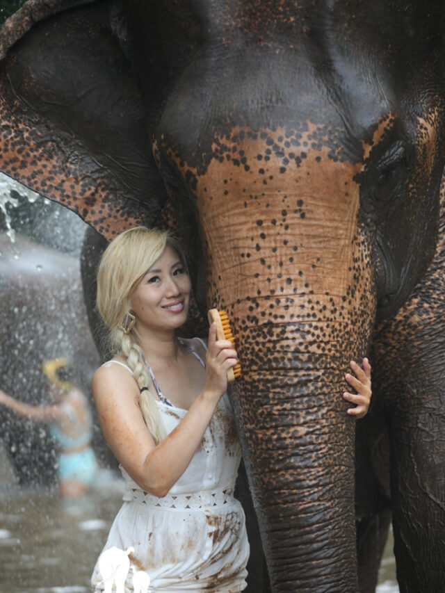 How to Care for Thailand’s Elephants